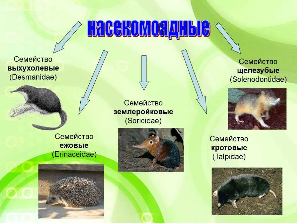 Насекомоядные. Отряды млекопитающих Насекомоядные. Отряд млекопитающих 7 класс Насекомоядные. Биология 7 класс отряд Насекомоядные. Отряды млекопитающих Насекомоядные презентация.