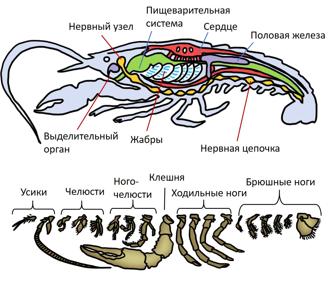 Презентация тип членистоногие класс ракообразные 7 класс биология