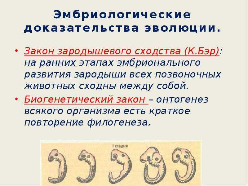 Тест доказательства эволюции 11 класс с ответами – тест по биологии (11 класс) по теме: тематический зачет «о развитии эволюционных представлений, доказательствах эволюции, механиках эволюционного процесса » 11 класс | скачать бесплатно