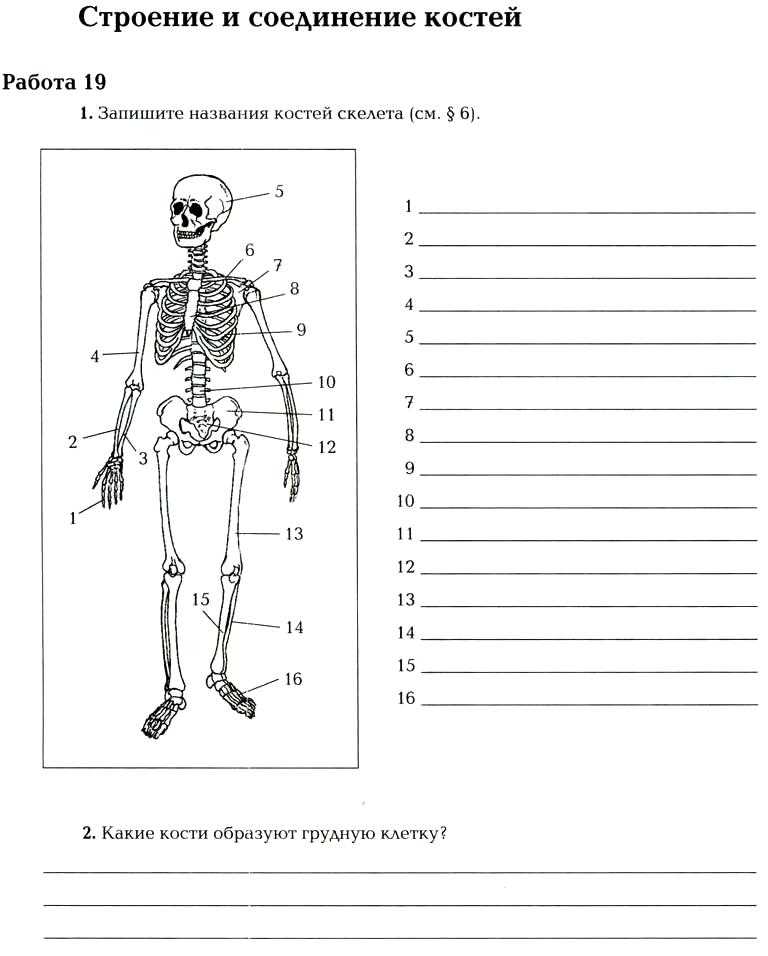 Тест по биологии кости скелета 8