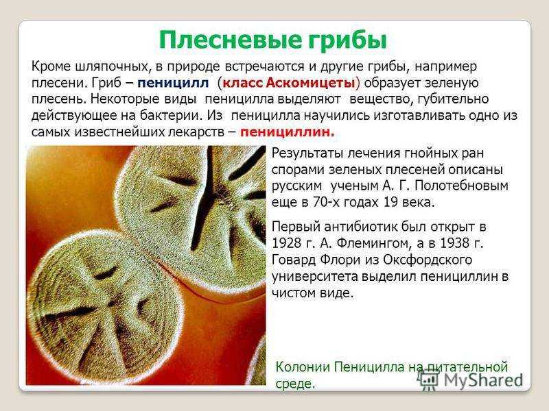 Плесневые грибы и антибиотики. Пеницилл 5 класс биология. Аскомицеты пеницилл. Гриб пеницилл и бактерии. Плесневые грибы информация.