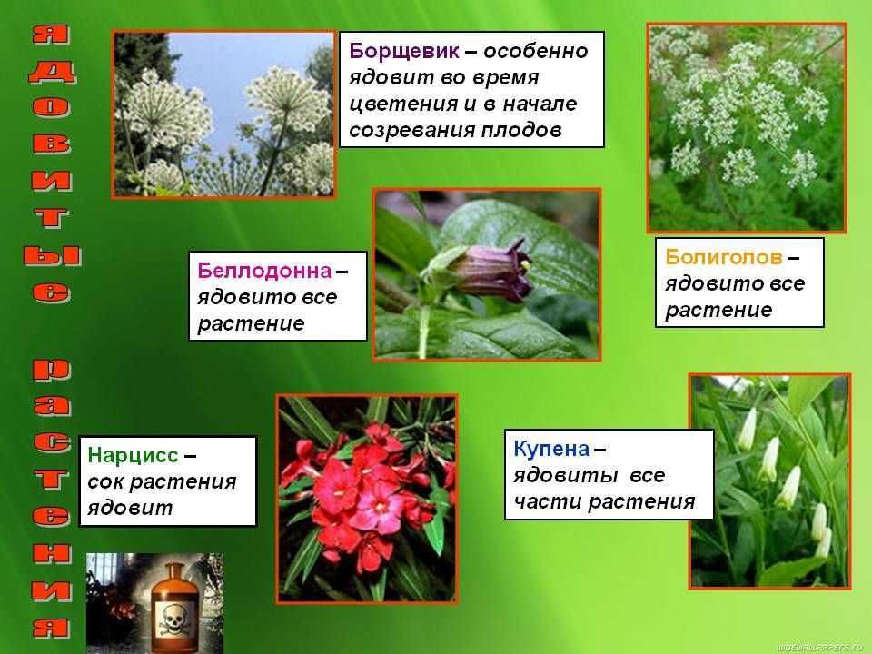 Зина портнова подвиг краткое содержание для детей. подвиг партизанки зины портновой. память в наших сердцах