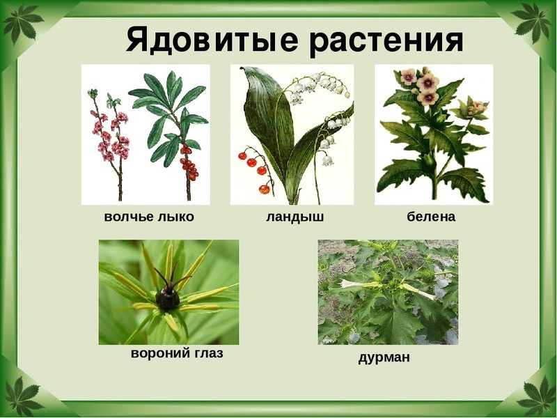 Доклад волчье лыко - ядовитое растение сообщение (описание для детей)