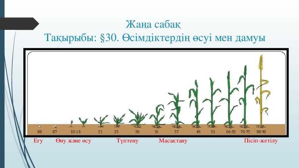 Развитие растений тест. Өсімдік онтогенезі.