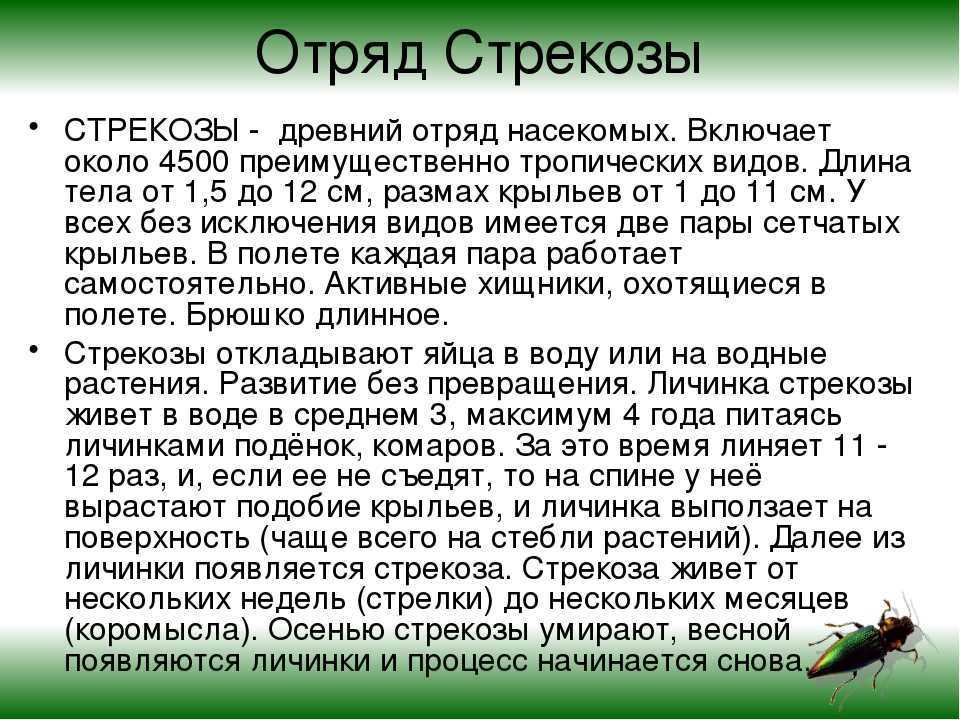 Сообщение про стрекоз ℹ️ описание и общая характеристика насекомых, чем питаются, интересные факты о размножении представителей, среда обитания, значение и роль в природе