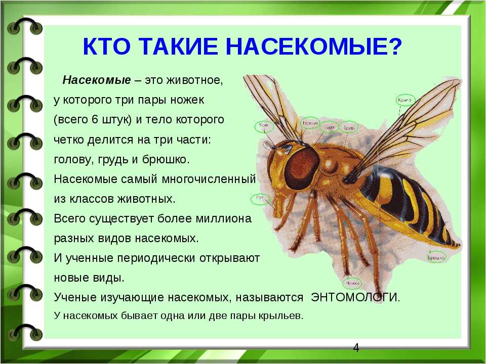 Микеланджело буонарроти
