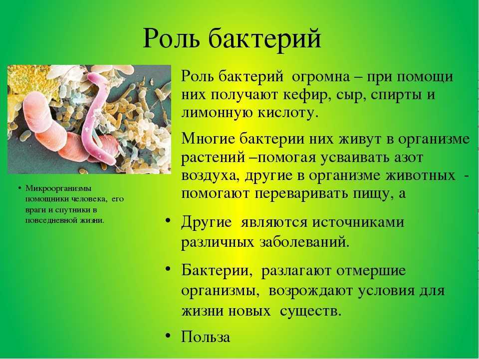 Бактерии