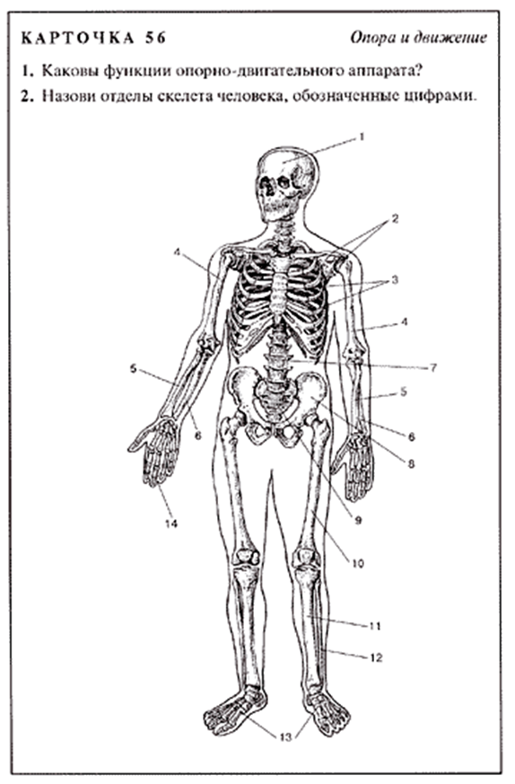 Рассмотри тело человека. Строение скелета биология. Скелет название костей 8 класс. Скелет человека 8 класс биология. Скелет человека с названием костей 8 класс биология.