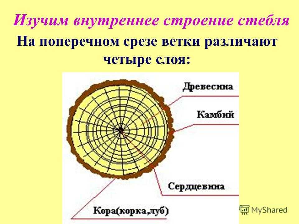 Сердцевина выполняемые функции. Продольно-поперечный срез древесного стебля. Строение стебля дерева на поперечном срезе. Внутреннее строение стебля поперечный срез. Поперечный срез ветки биология 6 класс.