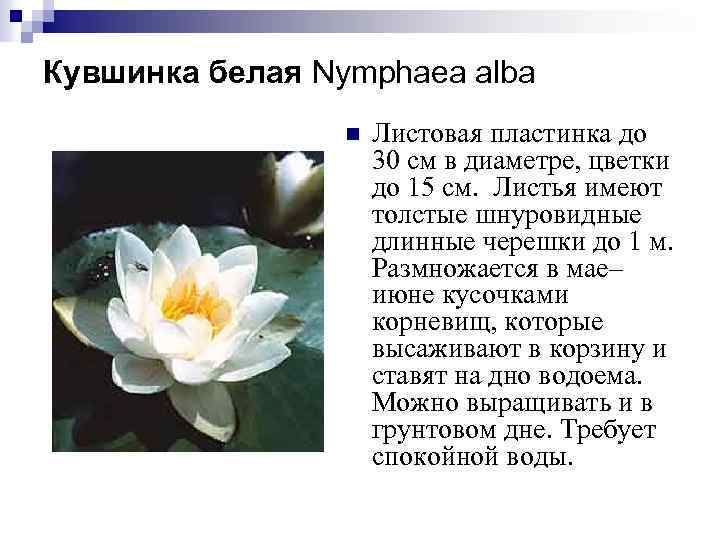 Кувшинка: фото, описание, виды, где растет - sadovnikam.ru