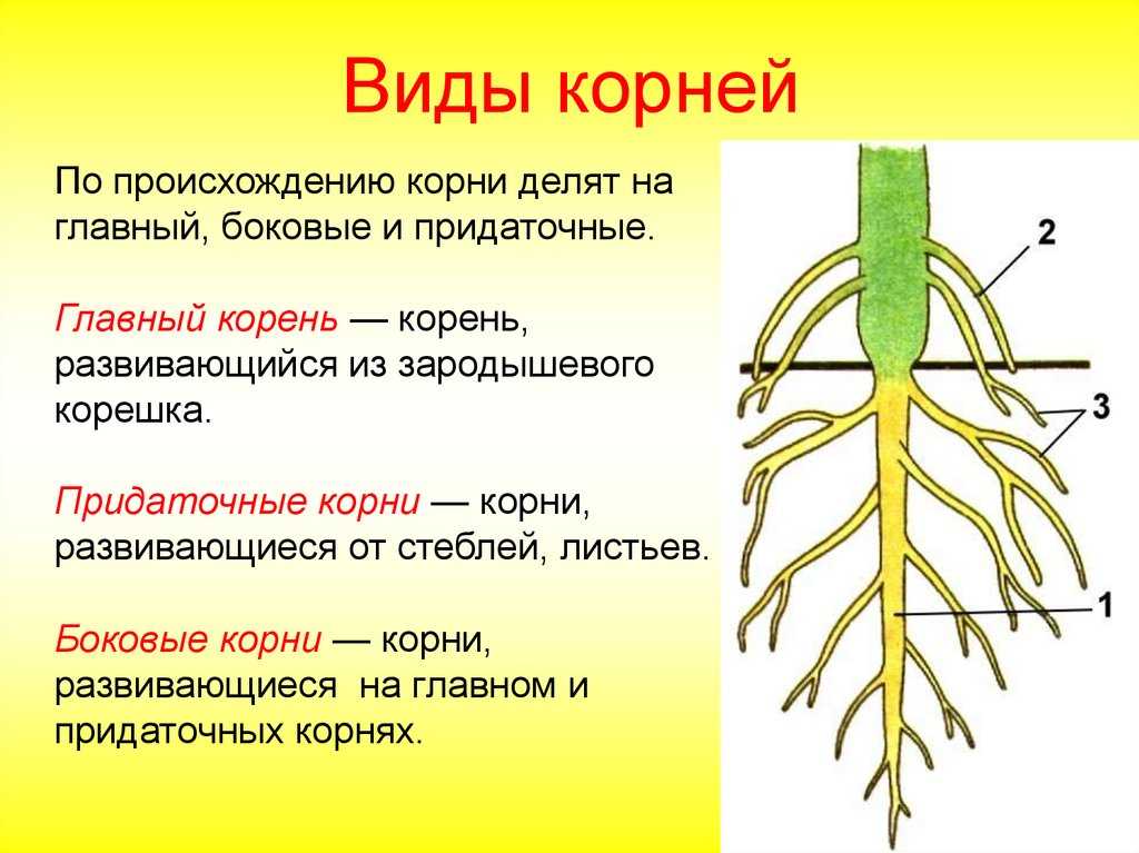 Виды корней и типы корневых систем 6 класс презентация пасечник