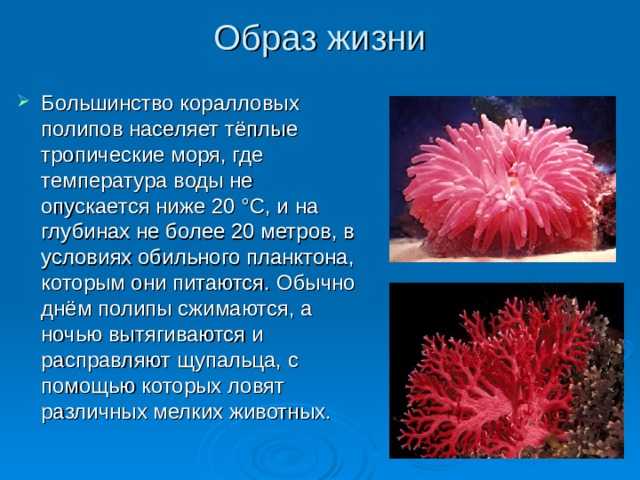 Значение кишечнополостных в природе и жизни человека