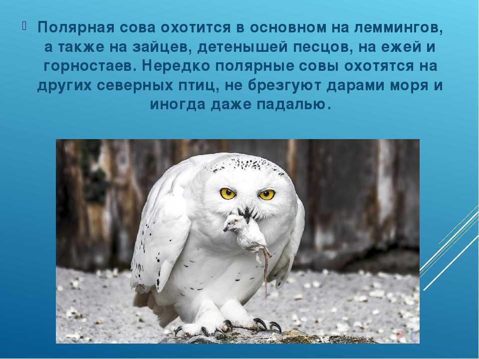 Полярная сова