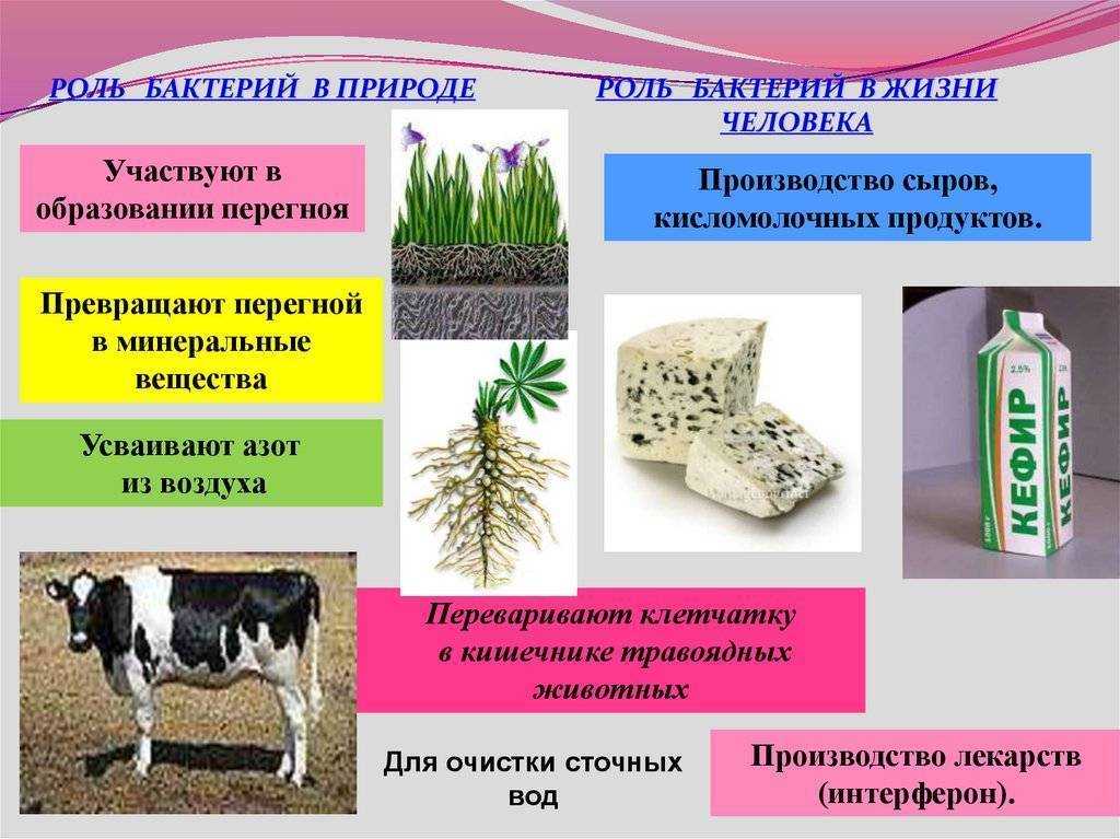 Царство бактерии, 5 класс