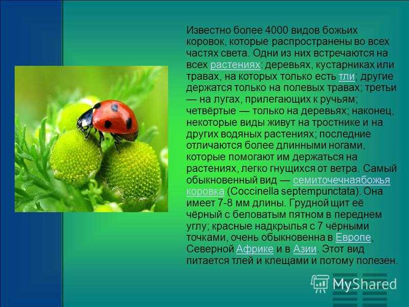 Кто мать зевса. метаморфозы и любовные похождения зевса