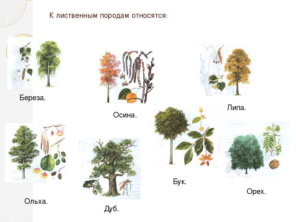 Сообщение о липе - как выглядит и где растет, признаки