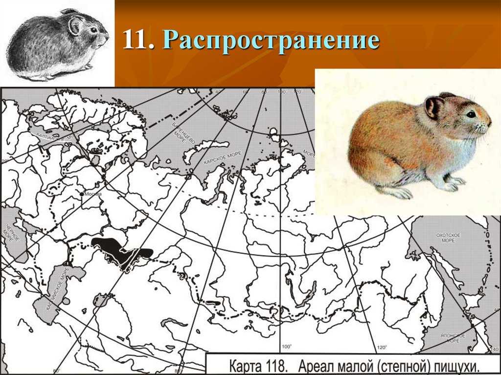 Цепи питания кто что ест (окружающий мир, 3 класс): примеры моделей пищевых цепочек в живой природе