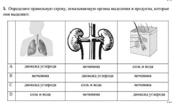 Итоговый годовой тест по биологии за курс 8 класса