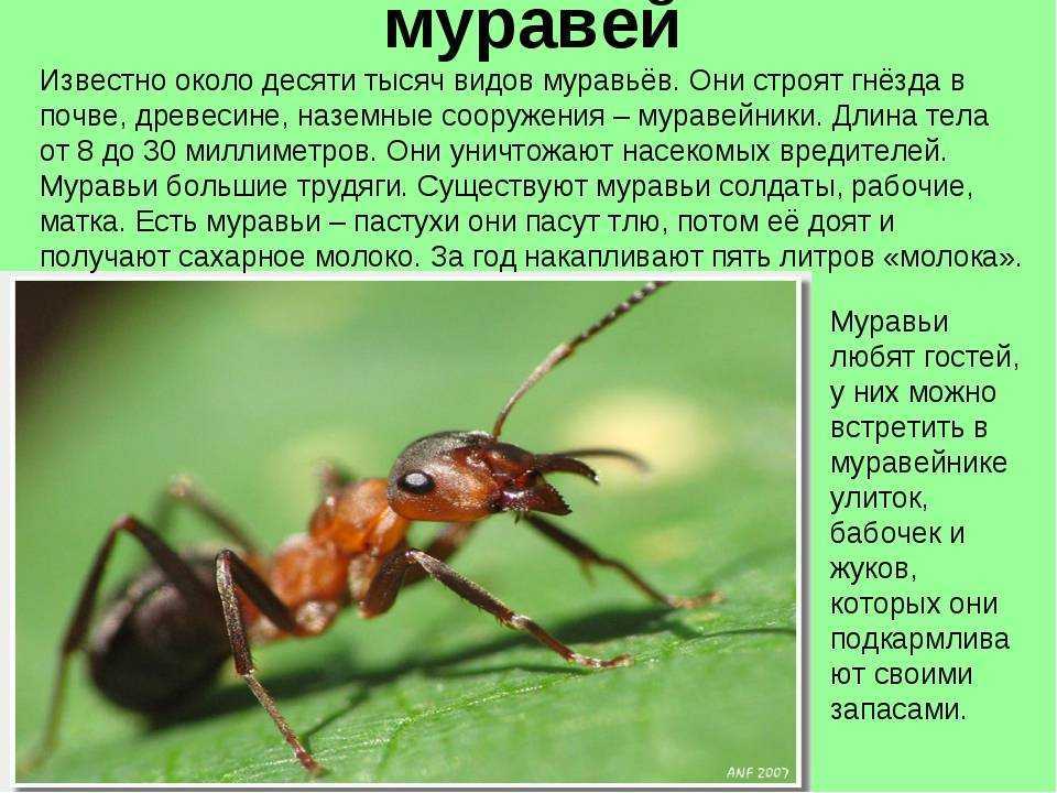 Рыцари - сообщение доклад про рыцарей средневековья