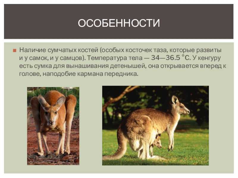 Сумчатые животные - доклад сообщение