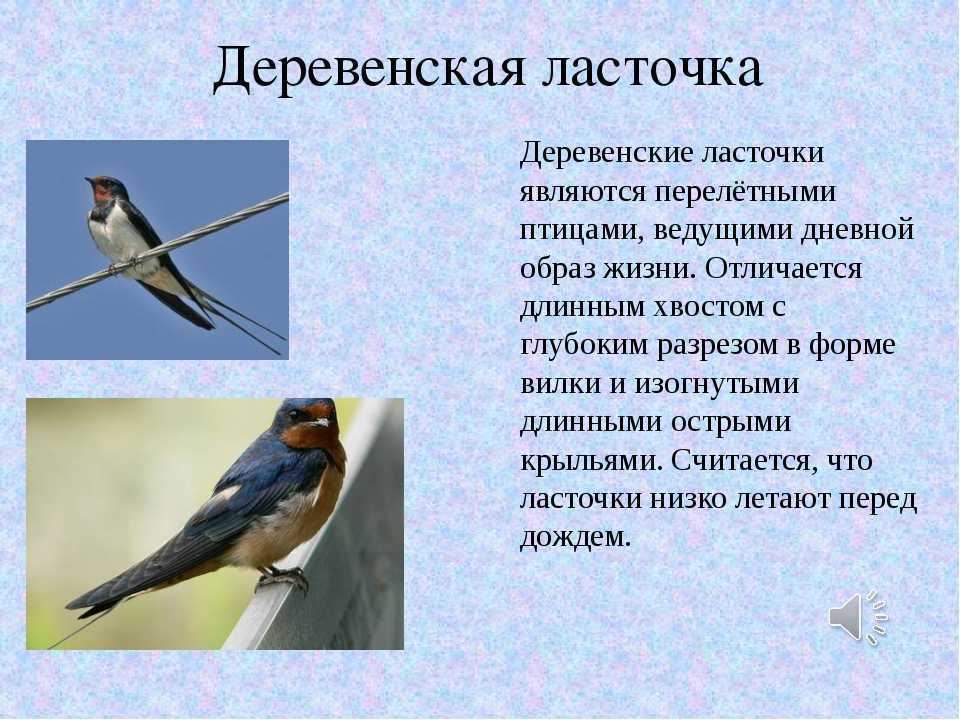Доклад про воробья 2, 3, 4, 7 класс сообщение