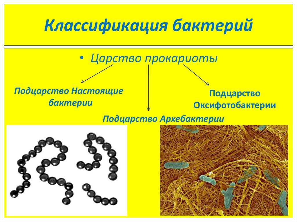 Прокариоты это в биологии 5