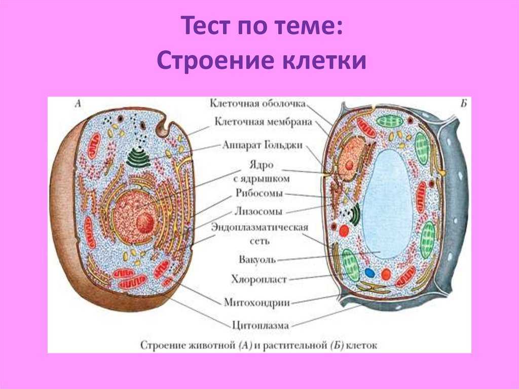 Строение клетки, тест с ответами, 5 класс
