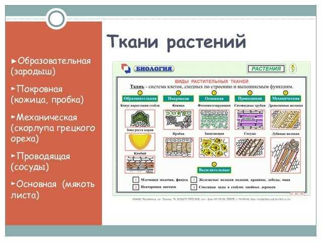 Тест по тканям биология. Образовательные ткани растений таблица. Покровная ткань растений. Какие бывают ткани растений. Ткани растений тест.