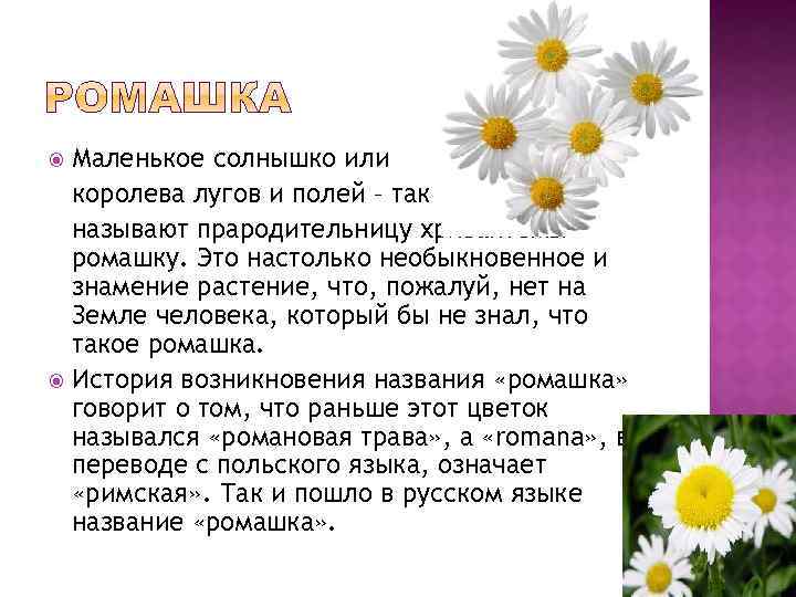 Урок русского языка «сочинение-описание «роза»; 3 класс