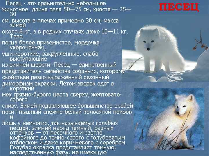 Песец животное. образ жизни и среда обитания песца