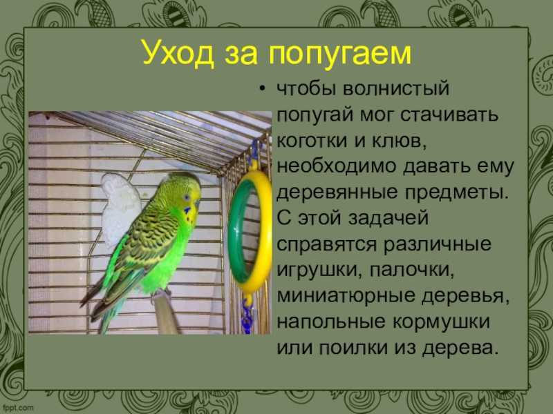 Текст описание про попугая. Проект про попугая. Рассказ о волнистом попугае. Информация о попугаях. Сочинение про попугая.