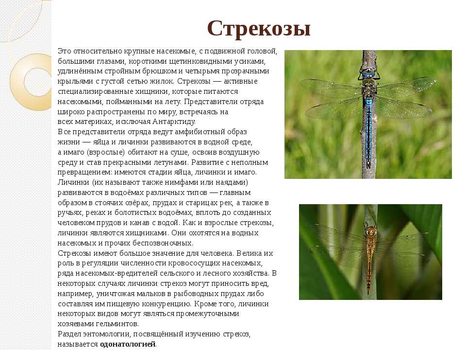 Стрекоза насекомое. образ жизни и среда обитания стрекозы