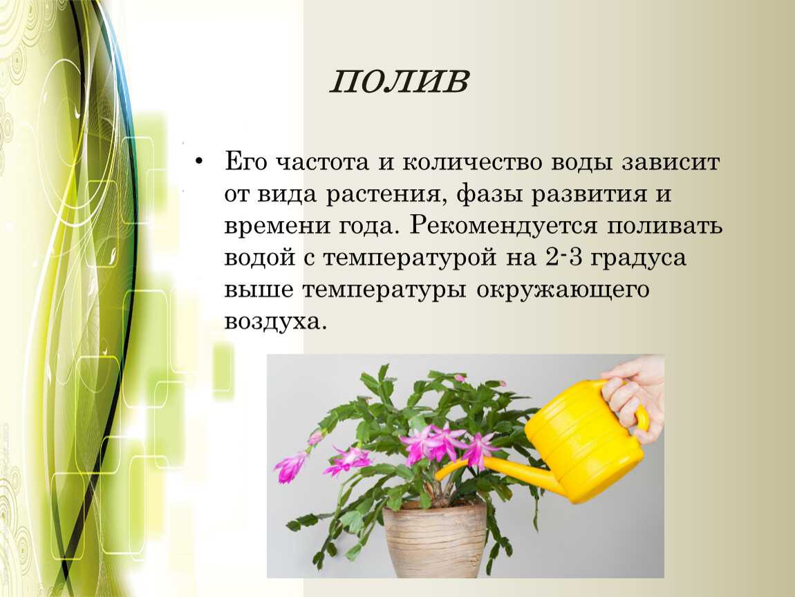 Сообщение о комнатном растении ? характеристика, особенности строения
