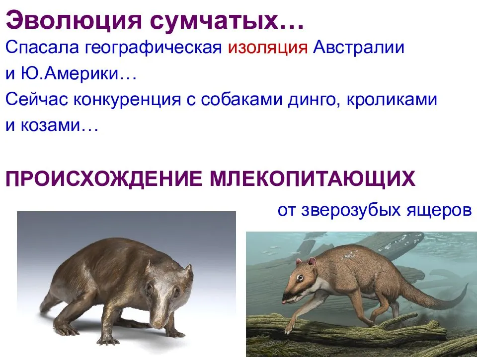 Сумчатые животные: виды, фото, особенности размножения