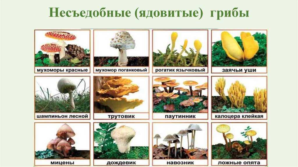Таблица грибов