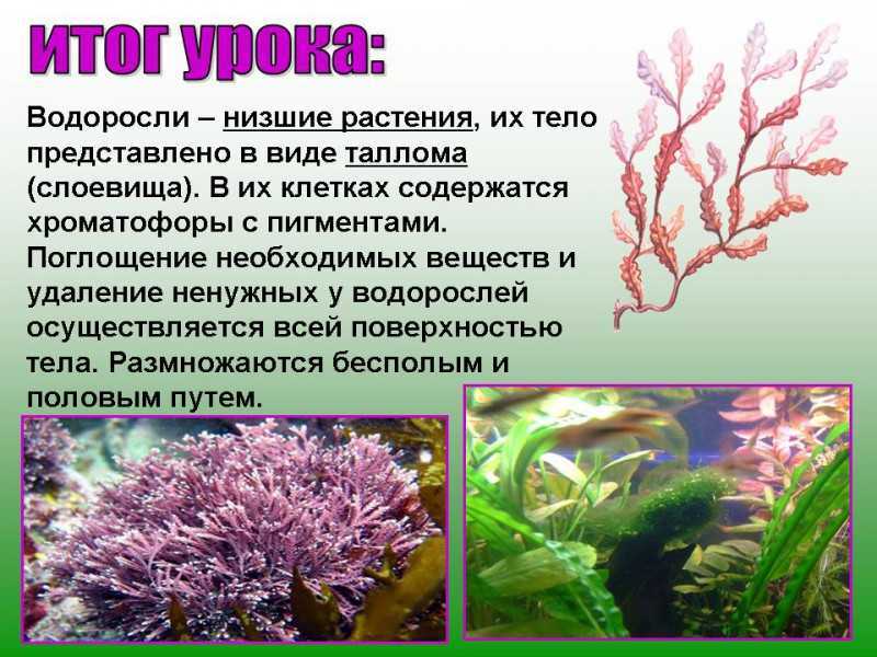 Дайте название низшим растениям. Церамиум водоросль. Синезеленные водоросли. Сообщение о водорослях 6 класс по биологии. Доклад про водоросли.
