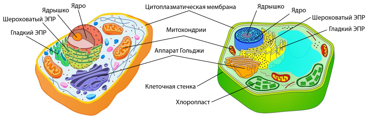 Всего 8 тестовых вопросов по теме Царство Растения на Земле для 7 класса, с ответами Тесты для подготовки к контрольным и зачётным работам в школе по биологии