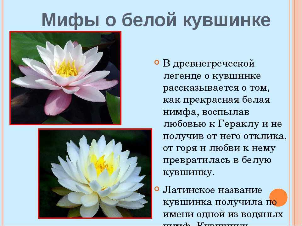 Кувшинка белая или одолень трава, водяная лилия