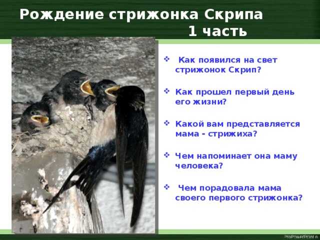 Презентация на тему: "тестовая работа по рассказу в. п. астафьева « стрижонок скрип».". скачать бесплатно и без регистрации.