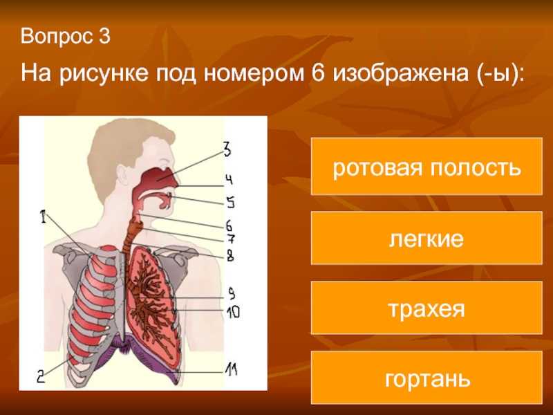 Всего 30 тестовых вопросов по теме Дыхание для 8 класса, с ответами Тесты для подготовки к контрольным и зачётным работам в школе по биологии