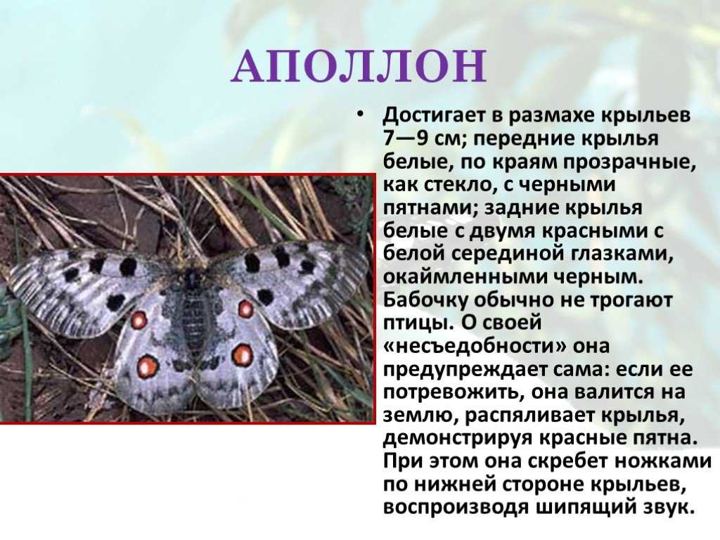 О бабочках