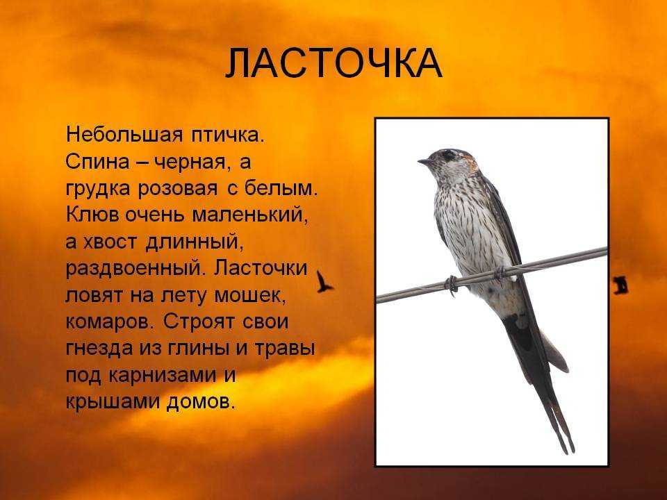 Мир птиц информация