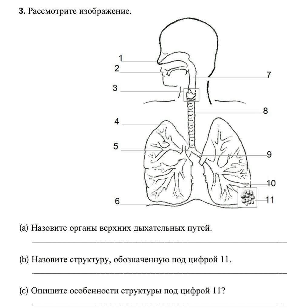 Тест по биологии органы дыхательной системы и их функции 8 класс