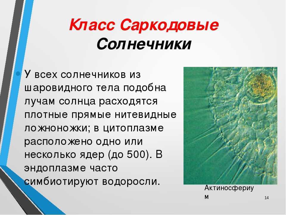 Тест по биологии (7 класс) с ответами онлайн для итоговой контрольная работа