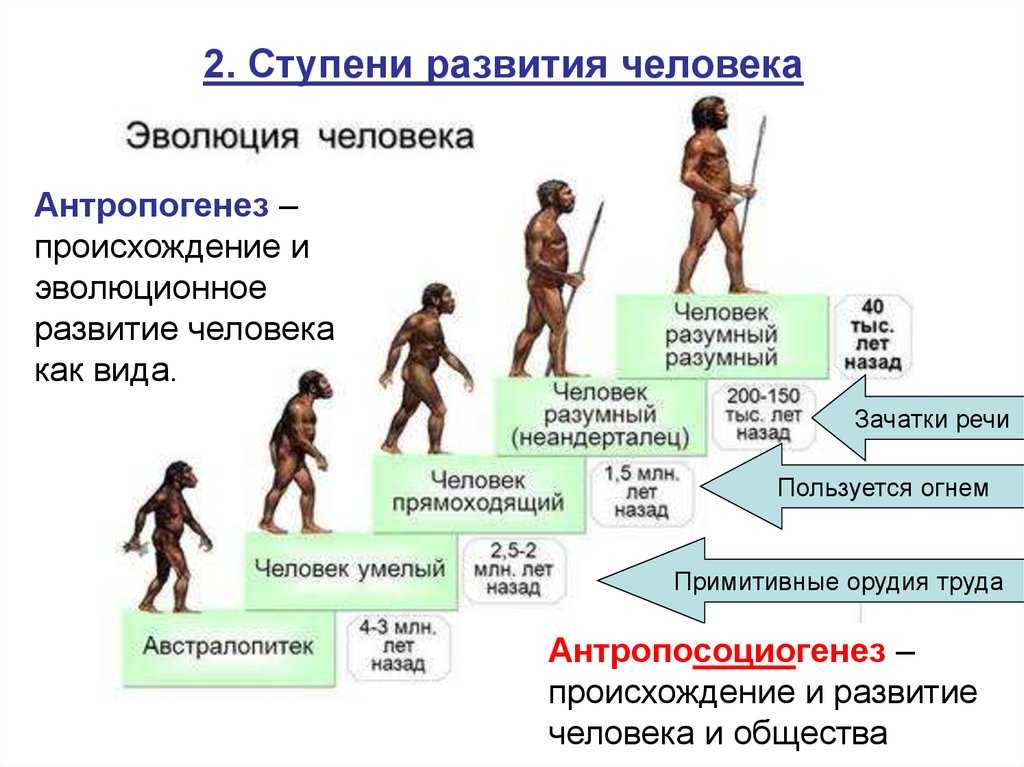 Тест по теме "антропогенез" в форме егэ, 9-11 класс | doc4web.ru