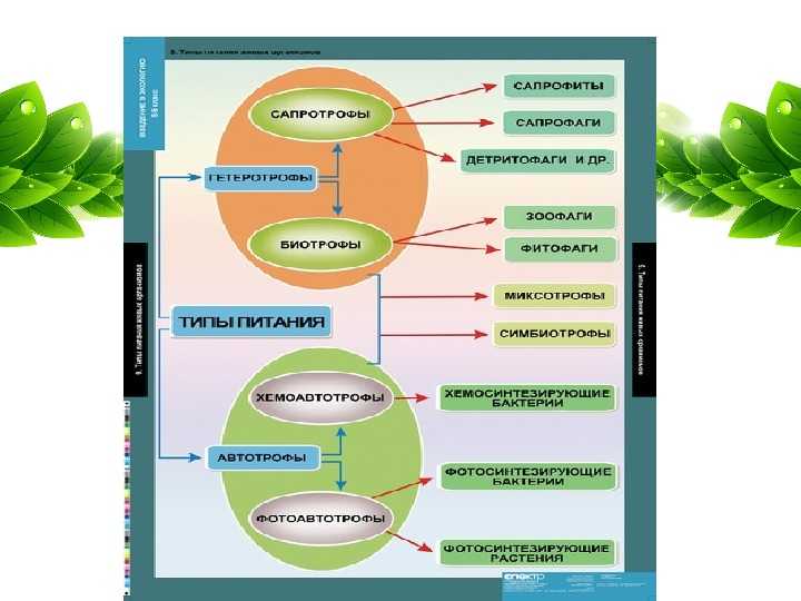 Тест по теме минеральное питание. Питание растений. Воздушное питание растений схема. Питание растений 6 класс биология. Питание растений 6 класс.