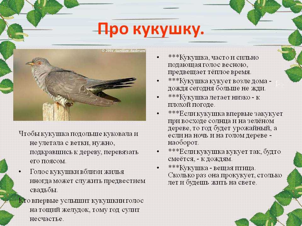 Рассказ про кукушку, 1-2 класс. окружающий мир