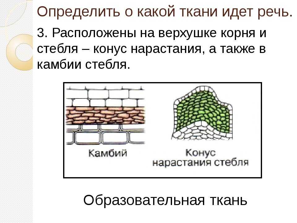 Тесты по биологии онлайн с ответами, пробные тренировочные и итоговые контрольные с вариантами