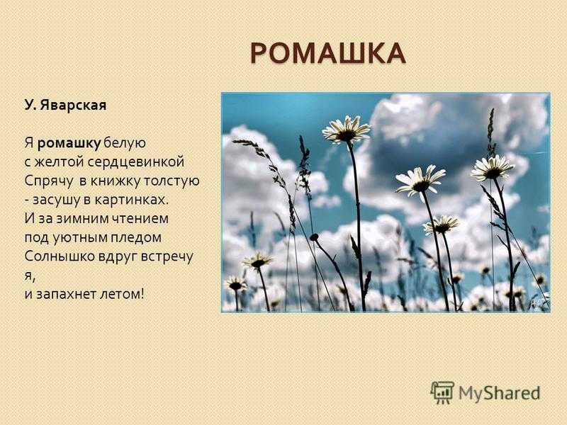 Стихотворение полевые цветы. Иван Алексеевич Бунин полевые цветы. Бунин полевые цветы стихотворение. Бунин полевые цветы 3 класс. Стихи Бунина про цветы.