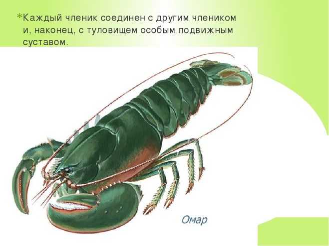 Ракообразные: внешний вид, фото, особенности, интересные факты, среда обитания
